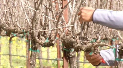 Pruning vines Stock Footage 2592554