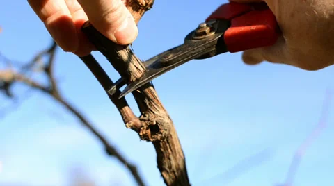 Pruning vines Stock Footage 33311052