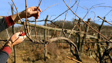 Pruning vines Stock Footage 33311808