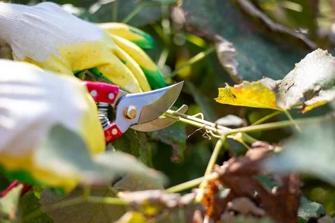 Pruning vines with pruning shears in the fall. Plant care and cultivation Photos