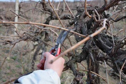 Pruning vines with red scissors. Stock Photos