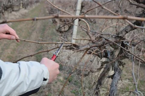 Pruning vines with red scissors. Stock Photos