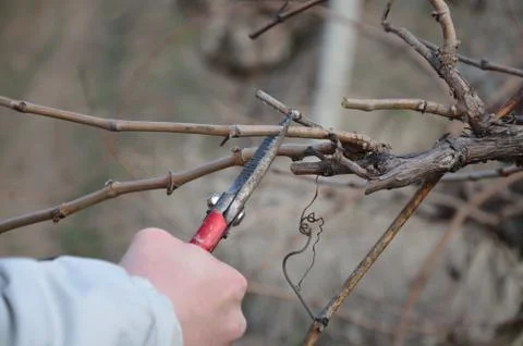 Pruning vines with red scissors. Stock Photos