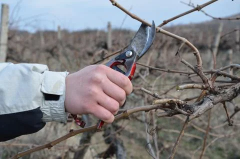 Pruning vines with red scissors. Stock Photos