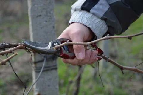 Pruning vines with red scissors. Stock Photos