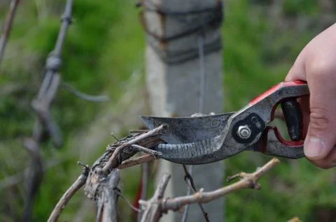 Pruning vines with red scissors. Stock Photos