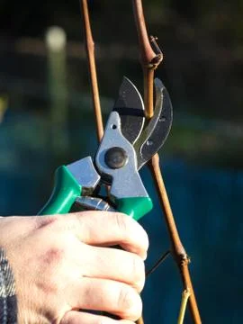 Pruning vineyard Stock Photos
