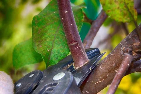 Pruning a young apple tree with a garden secateurs in the autumn garden Fotos de archivo