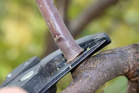 Pruning a young apple tree with a garden secateurs in the autumn garden Stock Photos