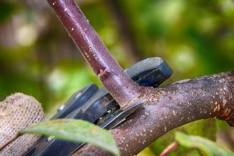 Pruning a young apple tree with a garden secateurs in the autumn garden Fotos de archivo