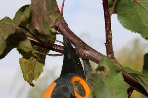 Pruning a young apple tree with a garden secateurs in the autumn garden Foto stock
