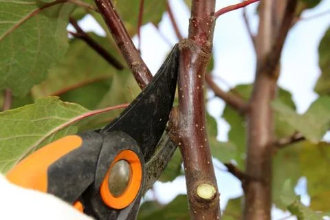Pruning a young apple tree with a garden secateurs in the autumn garden Stock Photos