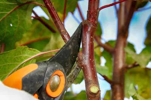 Pruning a young apple tree with a garden secateurs in the autumn garden Stock Photos