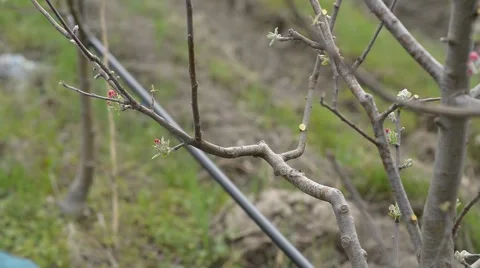 Pruning young fruit trees with garden shears Stock Footage 62023257