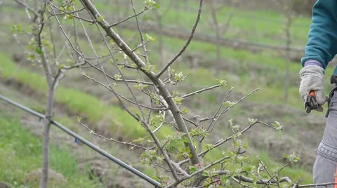 Pruning young fruit trees with garden shears Stock Footage 62023275