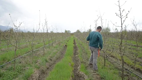 Pruning young fruit trees with garden shears Stock Footage 71174095