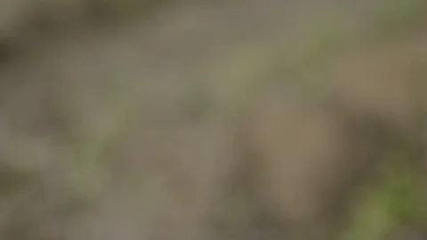 Pruning young fruit trees with garden shears Stock Footage 71174104