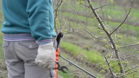 Pruning young fruit trees with garden shears Stock Footage 71174144