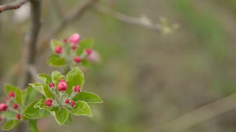 Pruning young fruit trees with garden shears Vidéo 71174175