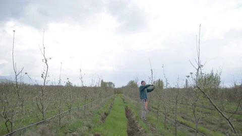 Pruning young fruit trees with garden shears Stock Footage 71174181