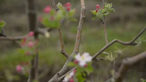 Pruning young fruit trees with garden shears Stock Footage 71174191