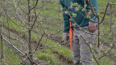 Pruning young fruit trees with garden shears Stock Footage 71174192
