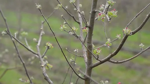 Pruning young fruit trees with garden shears Stock Footage 71174193
