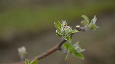 Pruning young fruit trees with garden shears Stock Footage 71174217