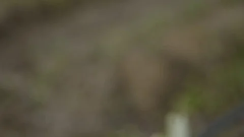 Pruning young fruit trees with garden shears Stock Footage 71174220