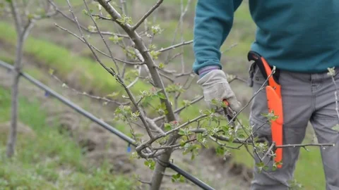 Pruning young fruit trees with garden shears Stock Footage 71174227