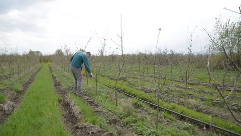 Pruning young fruit trees with garden shears Stock Footage 71174228