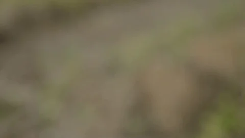 Pruning young fruit trees with garden shears Stock Footage 71174236