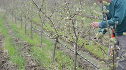 Pruning young fruit trees with garden shears Stock Footage 71174249