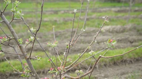Pruning young fruit trees with garden shears Stock Footage 71174261