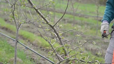 Pruning young fruit trees with garden shears Stock Footage 71174580