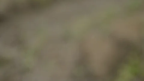 Pruning young fruit trees with garden shears Stock Footage 71174601