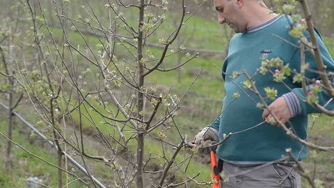 Pruning young fruit trees with garden shears Stock Footage 71174606