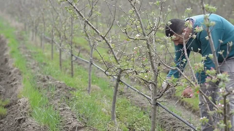 Pruning young fruit trees with garden shears Stock Footage 71174625