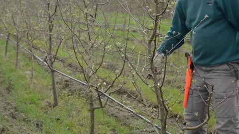 Pruning young fruit trees with garden shears Stock Footage 71174628