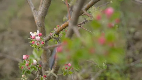 Pruning young fruit trees with garden shears Stock Footage 71174631