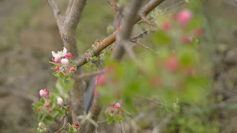 Pruning young fruit trees with garden shears Stock Footage 71174639