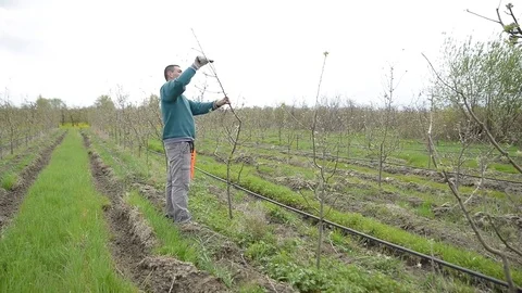 Pruning young fruit trees with garden shears Stock Footage 71174652