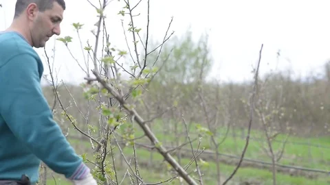 Pruning young fruit trees with garden shears Stock Footage 71174664