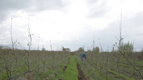 Pruning young fruit trees with garden shears Stock Footage 71174682