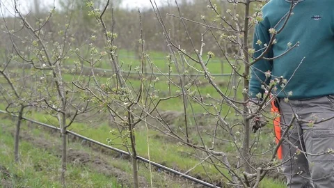 Pruning young fruit trees with garden shears Stock Footage 71174986