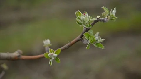 Pruning young fruit trees with garden shears Stock Footage 71175139