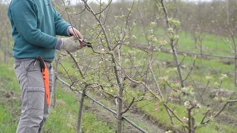 Pruning young fruit trees with garden shears Stock Footage 71175190