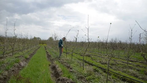 Pruning young fruit trees with garden shears Stock Footage 71175203