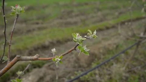 Pruning young fruit trees with garden shears Stock Footage 71175205