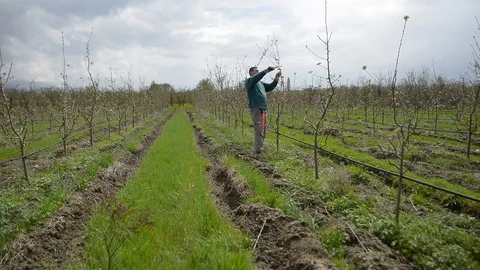 Pruning young fruit trees with garden shears Stock Footage 71175218